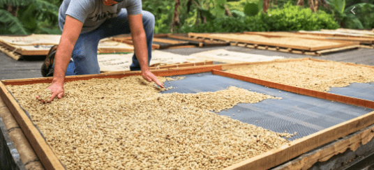 wtf is a fermented coffee? - Papercup Coffee 