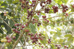 Cascara - Coffee Cherry