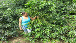 Raspberry - Peru