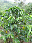 Raspberry - Peru