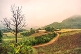 One in a Melon - China Natural
