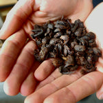 Cascara - Coffee Cherry
