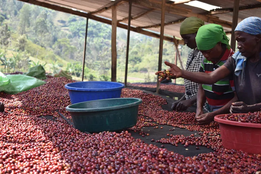 rwanda_DSC_0377.webp